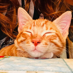 Meet your Posher, Luafaleceu